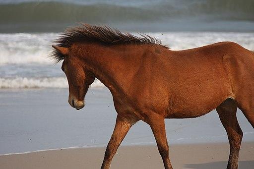 A pony on Assateague Island