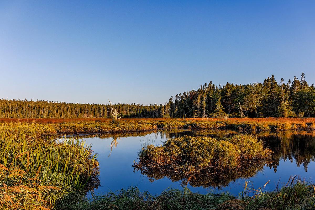 View of a marsh with treelines in the background