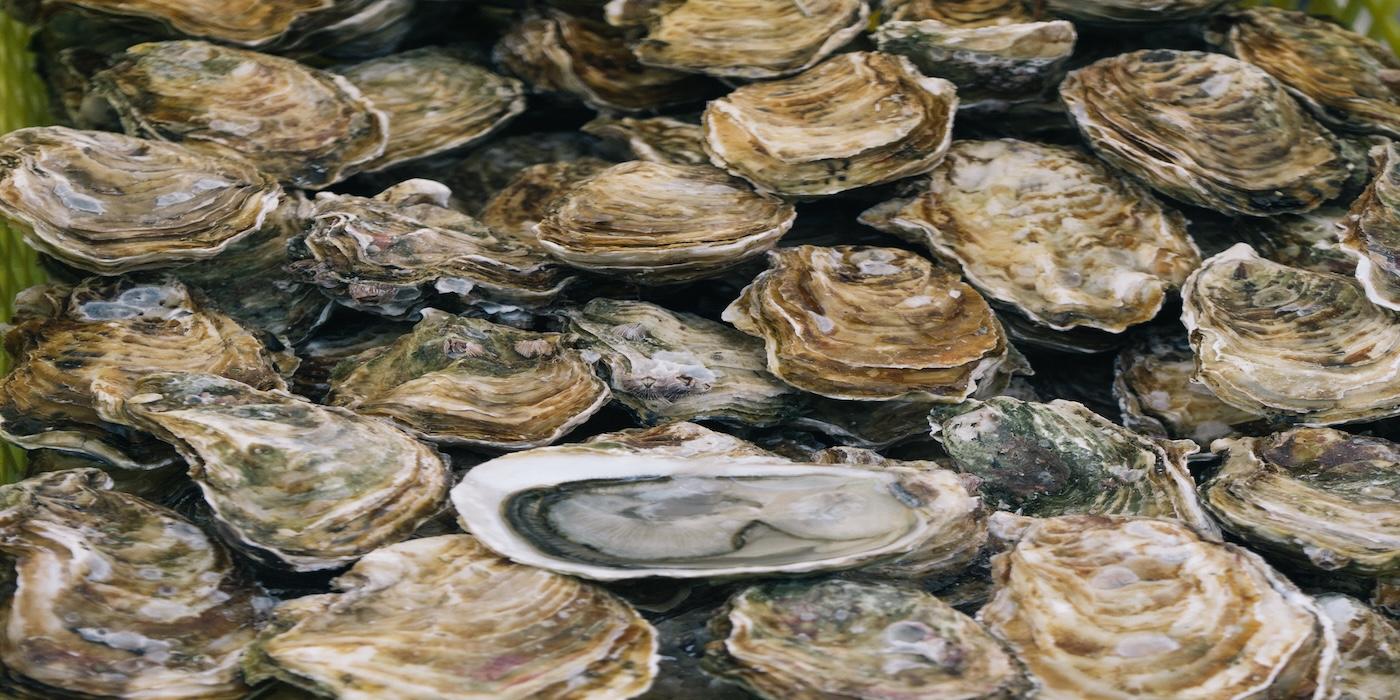Closeup of oysters in their shells