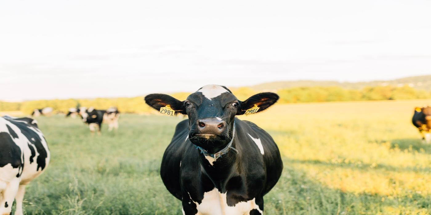 Dairy cows in a field in Lancaster, PA
