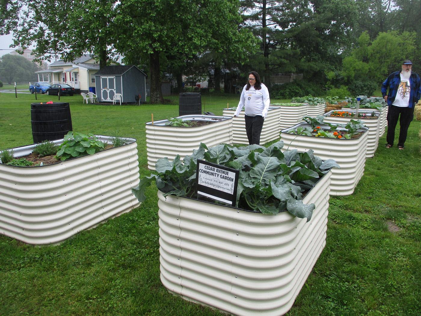A woman walking between large white planters with vegetables and plants in Cedar Avenue Community Garden 