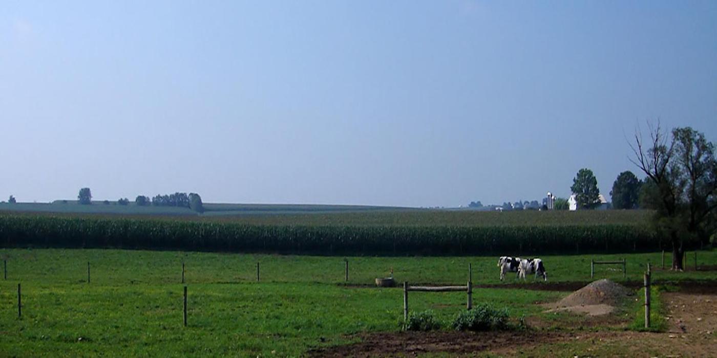 cows in a farm field