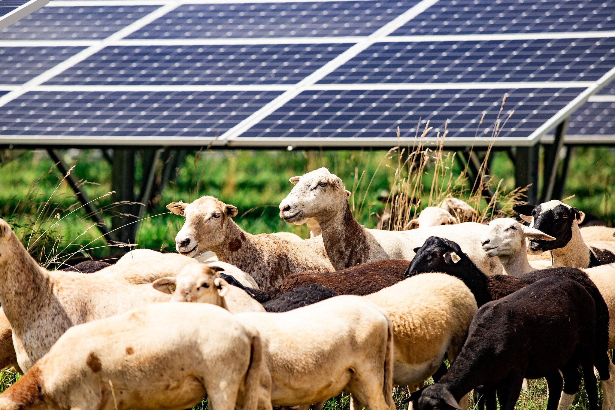 AgriSolar Clearinghouse under CC BY 2.0 license